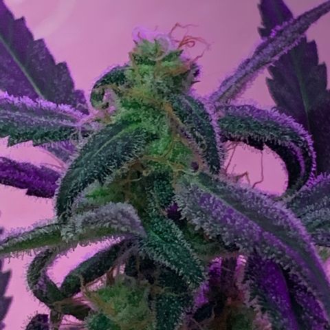Küsa growlog timeline photo