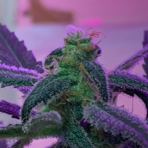 Küsa growlog timeline photo
