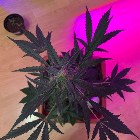 Küsa growlog timeline photo