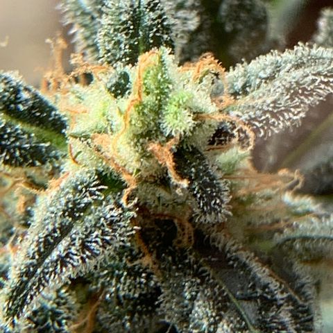 Küsa growlog timeline photo