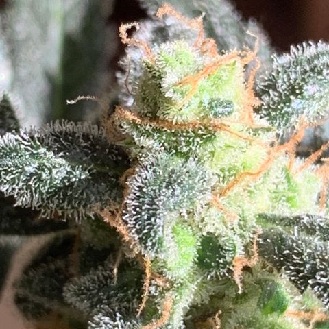 Küsa growlog timeline photo