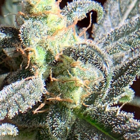 Küsa growlog timeline photo