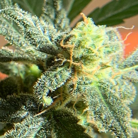 Küsa growlog timeline photo