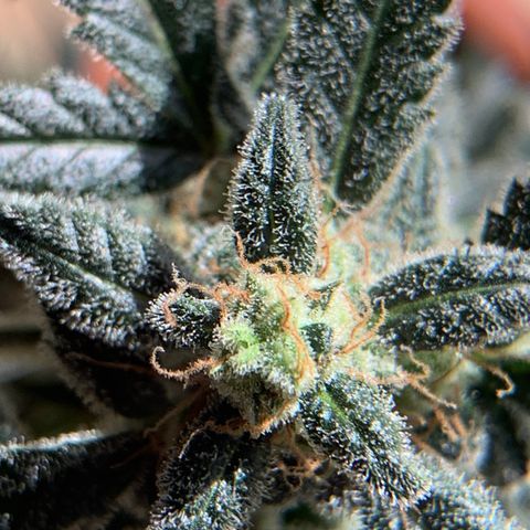 Küsa growlog timeline photo