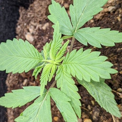  Luminara Unduli  growlog timeline photo