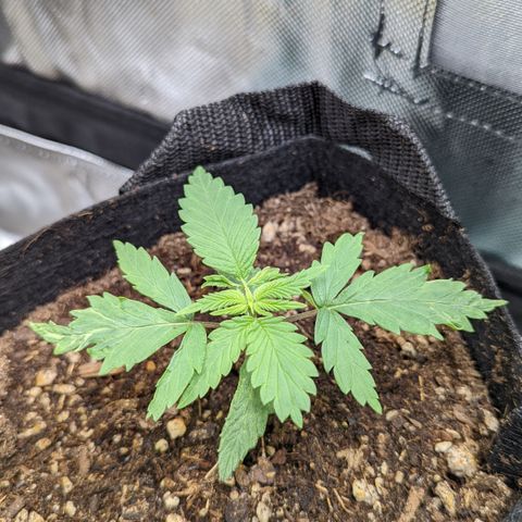  Luminara Unduli  growlog timeline photo