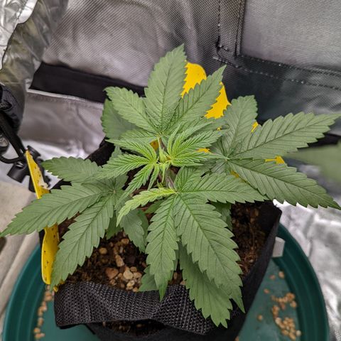  Luminara Unduli  growlog timeline photo