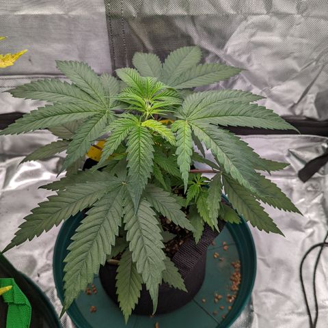  Luminara Unduli  growlog timeline photo