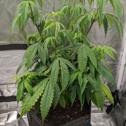  Luminara Unduli  growlog timeline photo