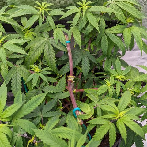  Luminara Unduli  growlog timeline photo