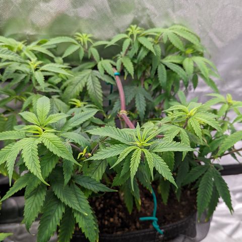 Luminara Unduli  growlog timeline photo
