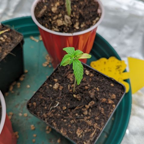 Fantasma growlog timeline photo