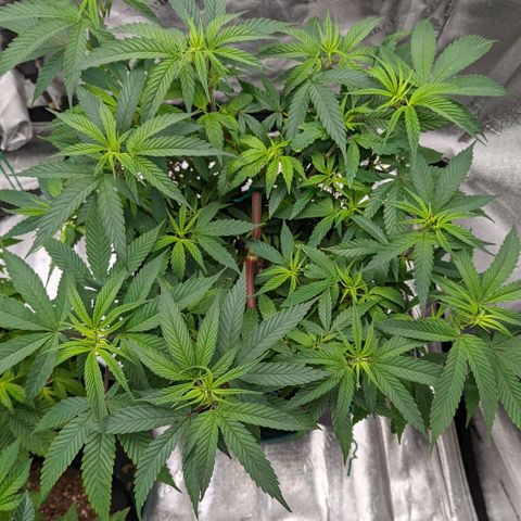  Luminara Unduli  growlog timeline photo