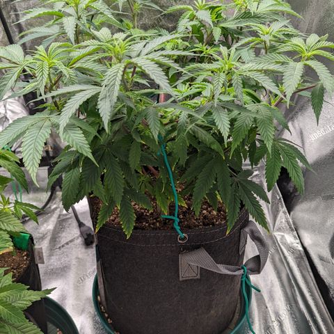  Luminara Unduli  growlog timeline photo