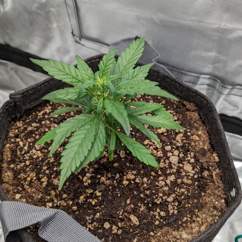 Fantasma growlog timeline photo