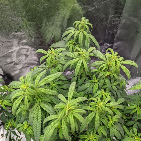  Luminara Unduli  growlog timeline photo