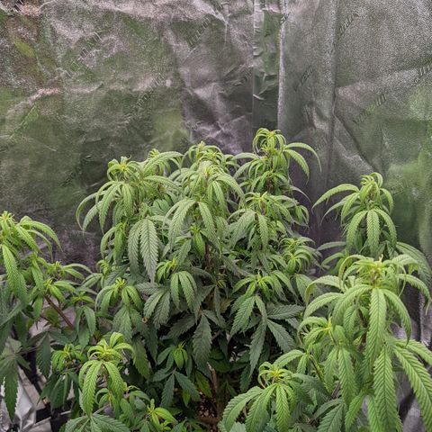  Luminara Unduli  growlog timeline photo