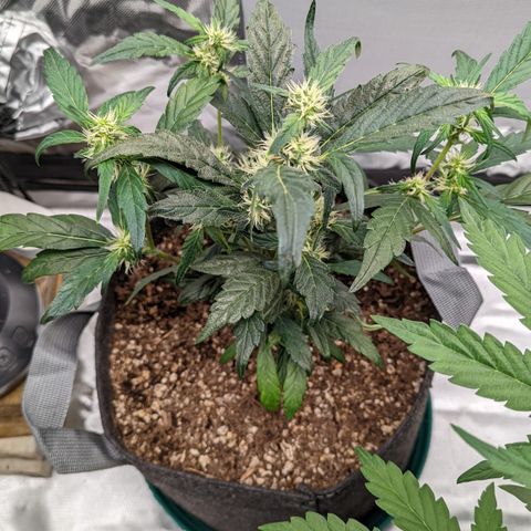 Fantasma growlog timeline photo