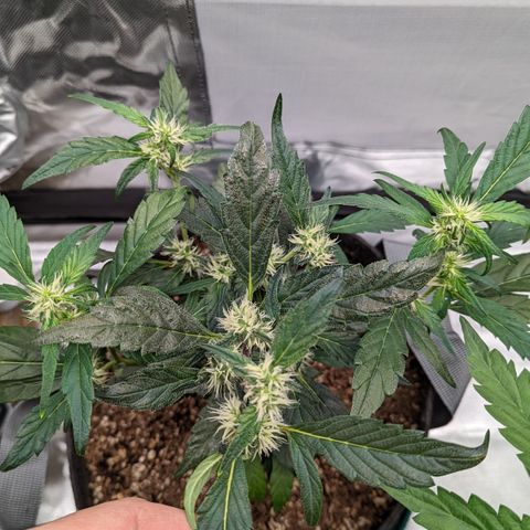 Fantasma growlog timeline photo