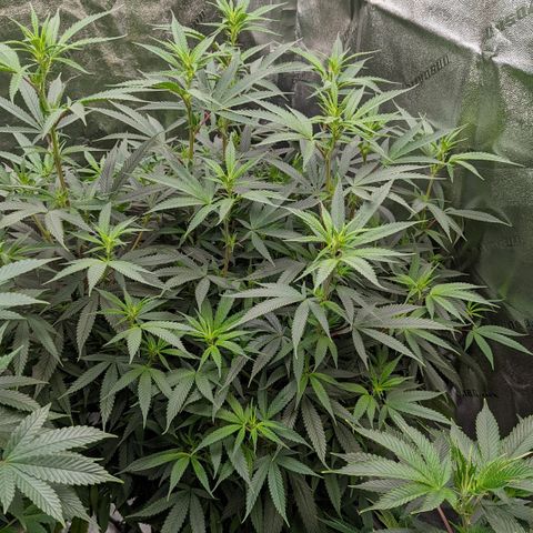  Luminara Unduli  growlog timeline photo