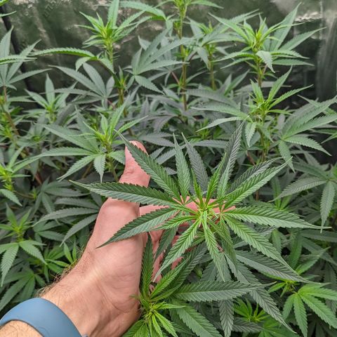  Luminara Unduli  growlog timeline photo
