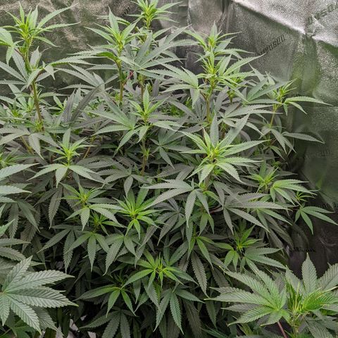  Luminara Unduli  growlog timeline photo