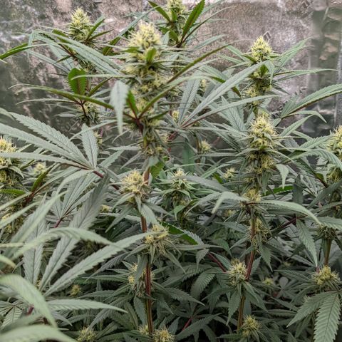  Luminara Unduli  growlog timeline photo