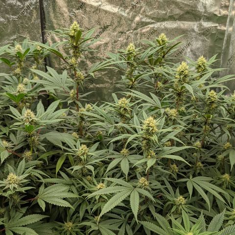  Luminara Unduli  growlog timeline photo