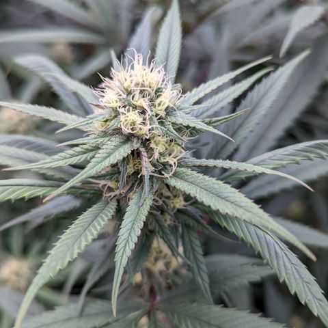  Luminara Unduli  growlog timeline photo