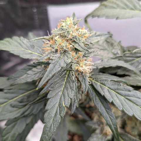 Fantasma growlog timeline photo