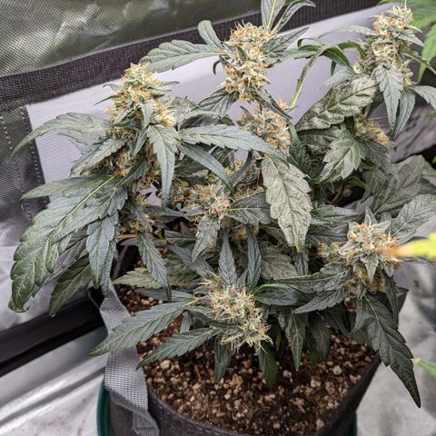Fantasma growlog timeline photo