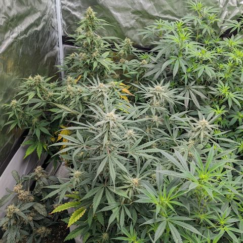 Fantasma growlog timeline photo