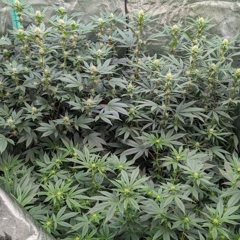  Luminara Unduli  growlog timeline photo