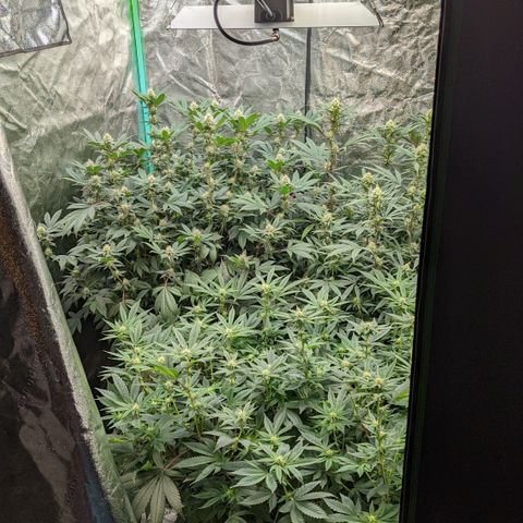  Luminara Unduli  growlog timeline photo