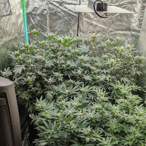  Luminara Unduli  growlog timeline photo
