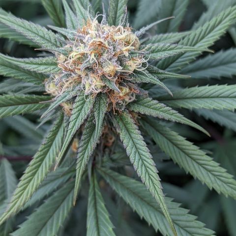  Luminara Unduli  growlog timeline photo
