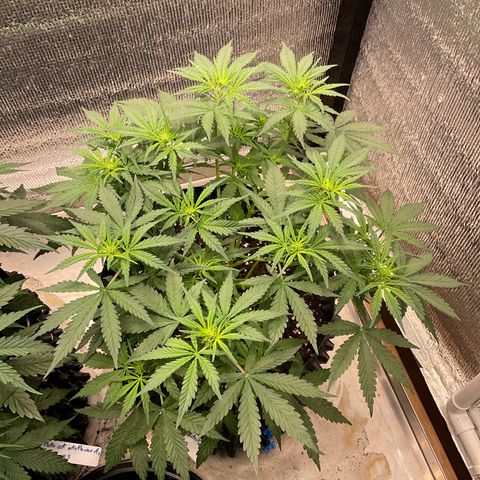 Pluto cut auto flower rf3 ethos growlog timeline photo