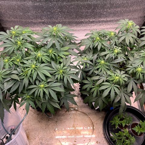 Pluto cut auto flower rf3 ethos growlog timeline photo