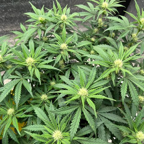 Pluto cut auto flower rf3 ethos growlog timeline photo