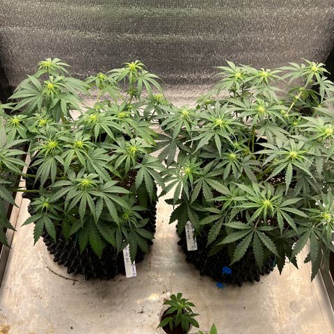 Pluto cut auto flower rf3 ethos growlog timeline photo
