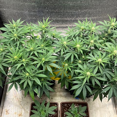 Pluto cut auto flower rf3 ethos growlog timeline photo