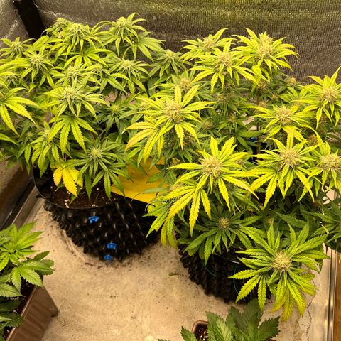 Pluto cut auto flower rf3 ethos growlog timeline photo