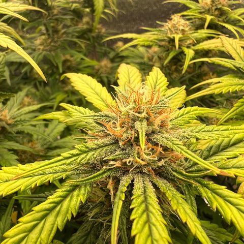 Pluto cut auto flower rf3 ethos growlog timeline photo
