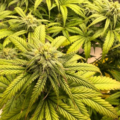 Pluto cut auto flower rf3 ethos growlog timeline photo