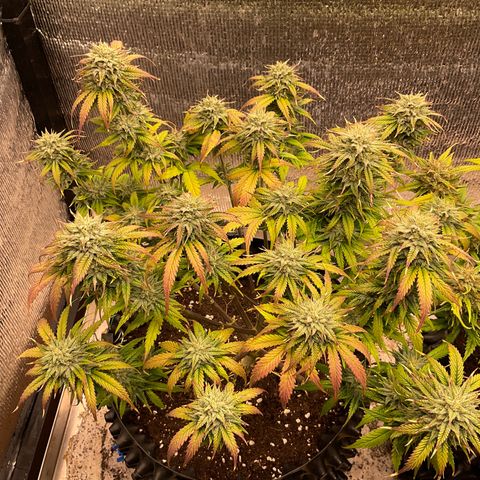 Pluto cut auto flower rf3 ethos growlog timeline photo