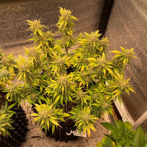 Pluto cut auto flower rf3 ethos growlog timeline photo