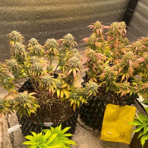 Pluto cut auto flower rf3 ethos growlog timeline photo