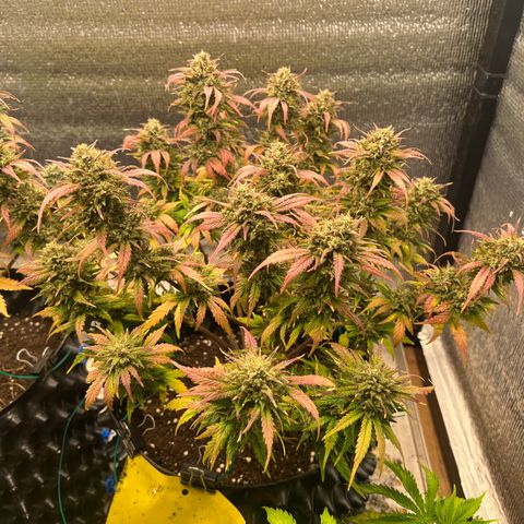 Pluto cut auto flower rf3 ethos growlog timeline photo