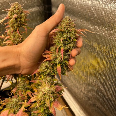 Pluto cut auto flower rf3 ethos growlog timeline photo