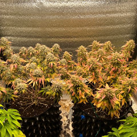 Pluto cut auto flower rf3 ethos growlog timeline photo